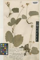 Primula obconica Hance subsp. werringtonensis (Forrest) W.W. Sm. & Forrest [family PRIMULACEAE]