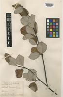 Sorbus aria (L.) Crantz var. globulifera [family ROSACEAE]