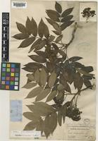 Sorbus rufo-ferruginea C.K.Schneid. [family ROSACEAE]