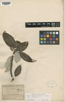 Isotype of Sorbus dunnii Rehder [family ROSACEAE]