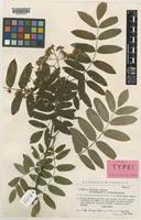 Sorbus aucuparia L. [family ROSACEAE]