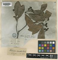 Type of Photinia pustulata Lindl. [family ROSACEAE]