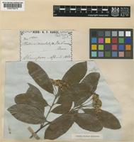 Photinia benthamiana Hance [family ROSACEAE]