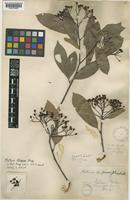 Photinia obliqua Stapf [family ROSACEAE]