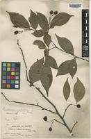 Type of Photinia villosa DC. var. sinica Rehder & E. H. Wilson [family ROSACEAE]