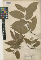 Photinia arguta Wall. ex Lindl. var. hookeri (Decne.) J.E. Vidal [family ROSACEAE]
