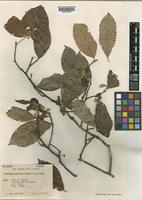 Isotype of Photinia moiorum (A.Chev.) J.E.Vidal [family ROSACEAE]