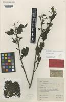 Type of Aidia endertii Ridsdale [family RUBIACEAE]