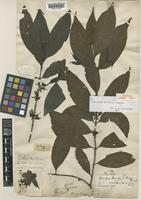Aidia henryi (E.Pritz.) T.Yamaz. [family RUBIACEAE]