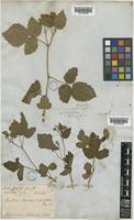 Rubus macropetalus Douglas ex Hook. [family ROSACEAE]