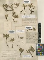 Type of Potentilla bifurca L. var. misera Soják [family ROSACEAE]