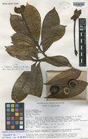 Isotype of Gardenia vulcanica K.M.Wong [family RUBIACEAE]