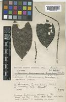 Cowiea borneensis Wernham [family RUBIACEAE]