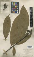 Type of Ixora kingstoni Hook.f. [family RUBIACEAE]