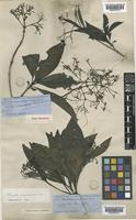 Type of Pavetta hongkongensis Bremek. [family RUBIACEAE]