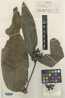 Type of Ixora coronata A.C.Sm. [family RUBIACEAE]