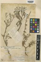 Dicoma tomentosa Cass. [family COMPOSITAE]