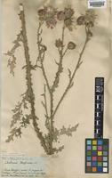 Carduus crispus L. subsp. multiflorus ( Gaudin ) Franco [family COMPOSITAE]
