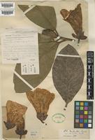 Rhododendron maddenii Hook.f. [family ERICACEAE]