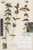 Thunbergia mufindiensis Vollesen [family ACANTHACEAE]