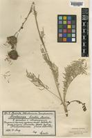 Centaurea atropurpurea Waldst. subsp. atropurpurea [family COMPOSITAE]