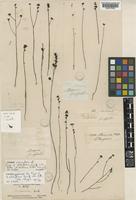 Syntype of Utricularia albiflora Griff. [family LENTIBULARIACEAE]