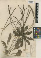 Plantago griffithsii Decne. [family PLANTAGINACEAE]