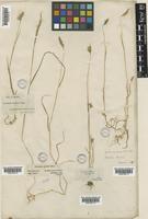 Cynosurus elegans Desf. [family POACEAE]