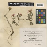 Centaurea debeauxii Godr. & Gren. subsp. nemoralis (Jord.) Dostál [family COMPOSITAE]