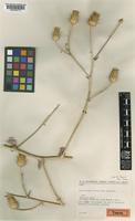 Type of Centaurea alveicola Rech.f. [family COMPOSITAE]