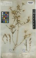 Centaurea hyalolepis Boiss. [family COMPOSITAE]