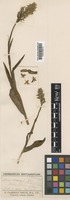 Dactylorhiza fuchsii (Druce) Soó var. okellyi (Druce) R.M.Bateman & Denholm [family ORCHIDACEAE]