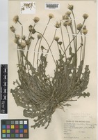 Leontodon taraxacoides (Vill.) Mérat subsp. taraxacoides (Vill.) Mérat [family COMPOSITAE]