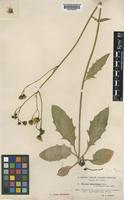 Hieracium diaphanoides Lindeb. [family COMPOSITAE]