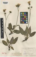 Type of Hieracium repandulare Druce var. venosum Ley [family COMPOSITAE]