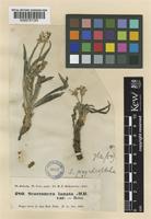 Scorzonera psychrophila Boiss. & Hausskn. ex Boiss. [family COMPOSITAE]