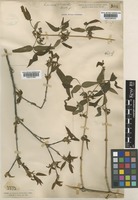 Lonicera standishii Jacques var. lancifolia Rehder [family CAPRIFOLIACEAE]