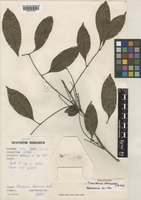 Holotype of Placodiscus attenuatus J.B.Hall [family SAPINDACEAE]