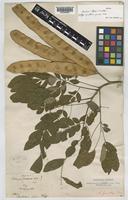 Paratype of Albizia gamblei Prain [family LEGUMINOSAE-MIMOSOIDEAE]