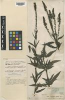 Veronica longifolia L. [family PLANTAGINACEAE]