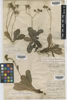 Crepis triasii (Camb) Fries. [family COMPOSITAE]