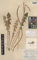 Paratype of Taraxacum britannicum Dahlst. [family COMPOSITAE]
