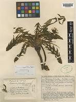 Isolectotype of Taraxacum unguilobum Dahlst. [family COMPOSITAE]