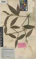 Type of Neolitsea mollissima Gamble [family LAURACEAE]