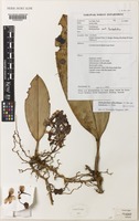 Isotype of Bulbophyllum refractilingue J.J.Sm. subsp. kubahense J.J.Verm. [family ORCHIDACEAE]