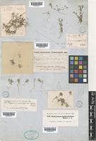 Polygonum molliiforme Boiss. [family POLYGONACEAE]