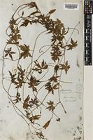 Merremia rhynchorrhiza Hallier f. [family CONVOLVULACEAE]