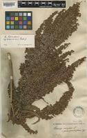 Rumex patientia L. subsp. pamiricus Rech.f. [family POLYGONACEAE]