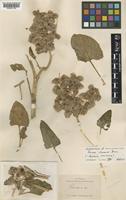 Isolectotype of Rumex clementii Domin [family POLYGONACEAE]