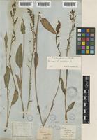 Rumex paucifolius Nutt. [family POLYGONACEAE]